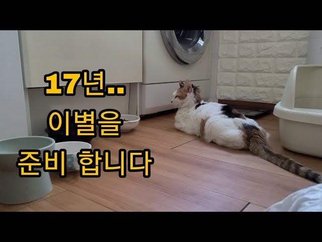 17년을 함께한 내 첫고양이 태양이 이별을 준비 합니다 ㅜㅜ