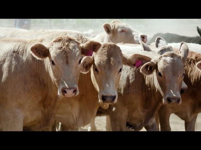 Queensland Beef Trade & Investment