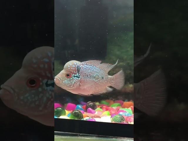 FLOWERHORN FISH MARG VIDEO #veral  #fish #5k view #tranding #no1