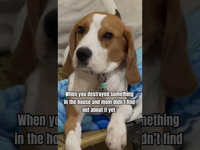 Just stay calm  #beagle #beaglecrew #fypyoutube #funny #funnydog #fypシ゚viral #beagleboy