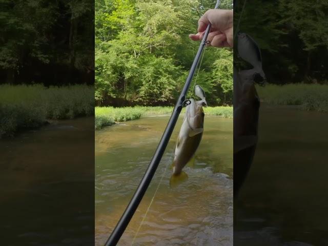 Love how aggressive these creek bass are! #bassfishing #creekfishing #bfsfishing #adventure #fish