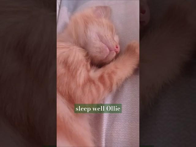 sleep well Ollie #cat #pet #shorts