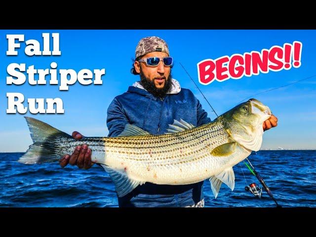 Striped Bass Run Begins | Captain Joey Leggio
