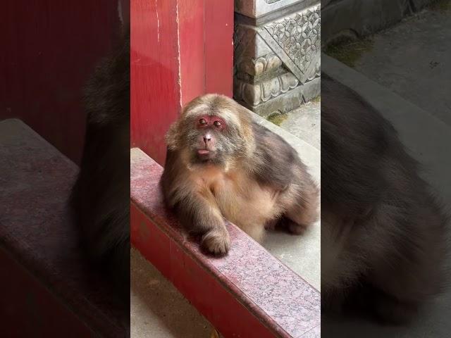 XingXing is a ball of energy and cuteness, all in one. #monkey #animals #cuteanimals #cute