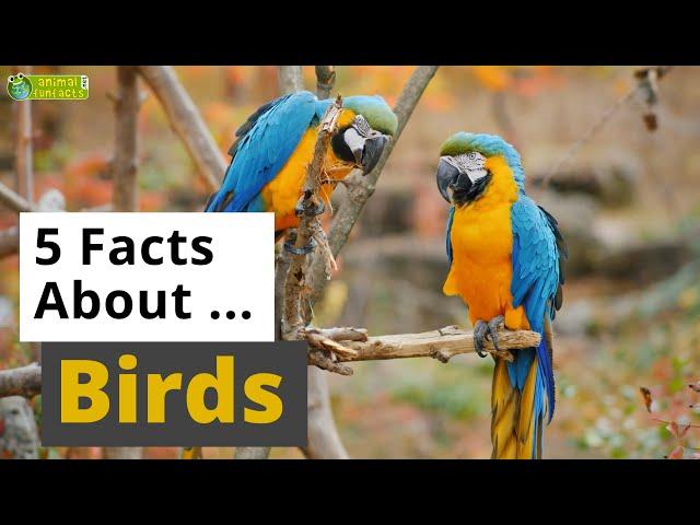 All About Birds ️  - 5 Interesting Facts - Animals for Kids - Educational Video