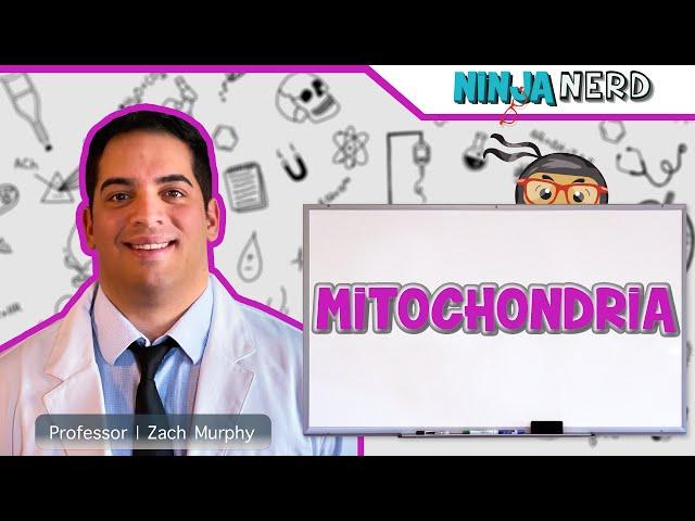 Mitochondria Structure & Function