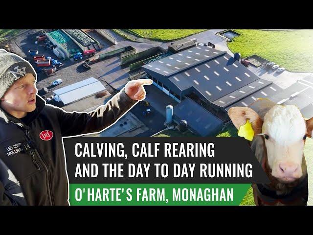 Calving, Calf Rearing and The Day to Day Running of a Robotic Dairy Farm at O'Harte's Farm, Monaghan