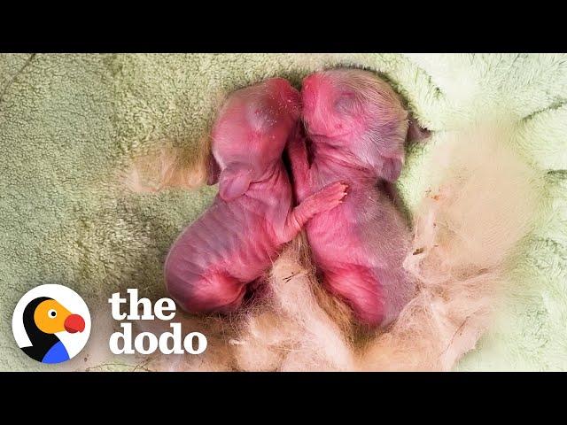 Tiny, Pink Blobs Turn Into The Biggest Fluff Balls | The Dodo