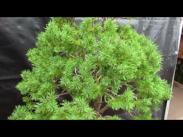 57 Year Old Dwarf Alberta Spruce Specimen Bonsai Tree