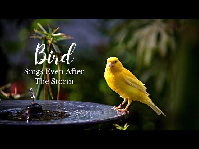 Bird Sings Even After The Storm | Bird Chirping | Audishack  #singingbird  #soundofthebirdchirping