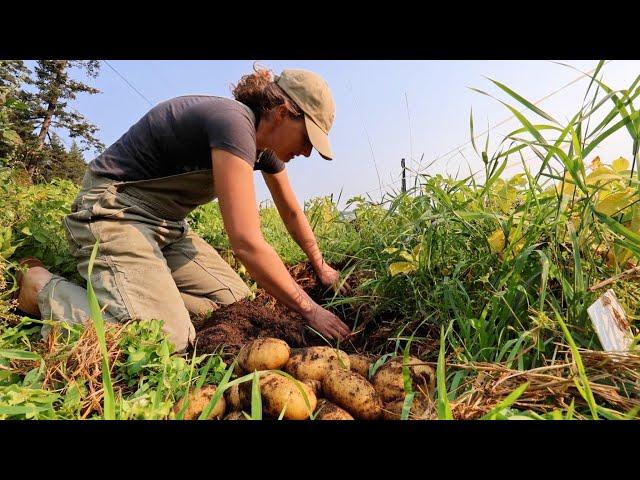 Giant Harvest and Canning Day | Potatoes, Melons and Chili Base