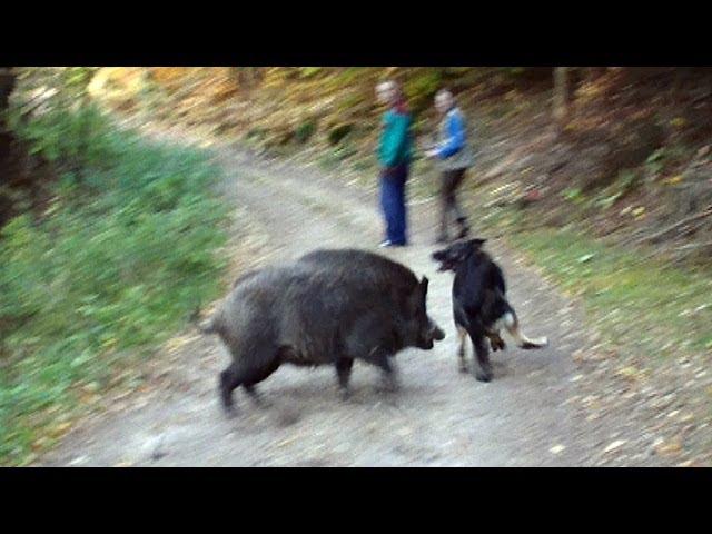 Wolf dog and boars