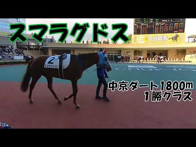 【グリーンファーム】スマラグドス1勝クラス【パドック全周⁺α】