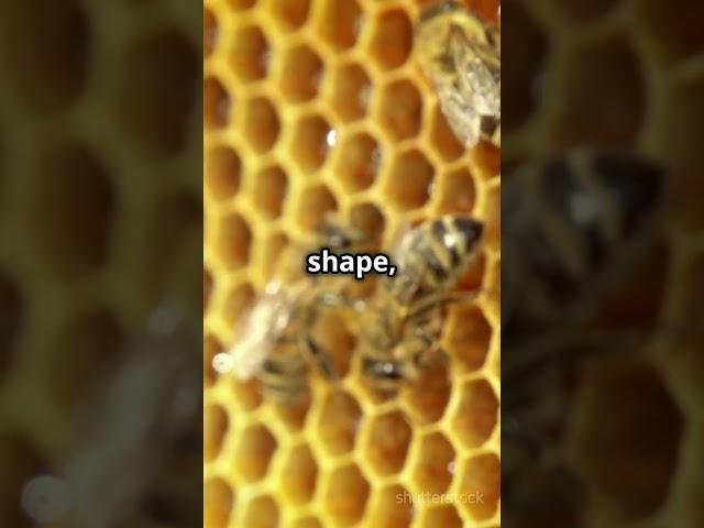 How Bees Build Their Amazing Nests! #shorts #bees #nature #entertainment