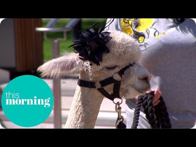 Meet the Newest Must Have Wedding Guest: The Alpaca | This Morning