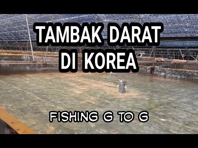 FISHING G TO G,,, inilah kerjaku di korea, TAMBAK DARAT KOREA | BIDANG PERIKANAN ....