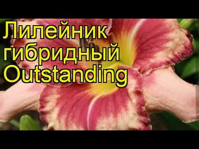 Лилейник гибридный Аутстэндинг. Краткий обзор, описание hemerocallis hybrida Outstanding