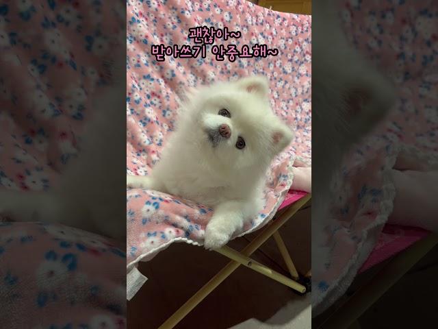 행복은 성적순이 아니예요 #샤샤의하루#pets #애견영상 #각종유머 #cutedog
