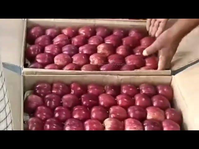 20 September 2024 Today's Solan Mandi Apple Market Update | Himalayanfarming | Live Update