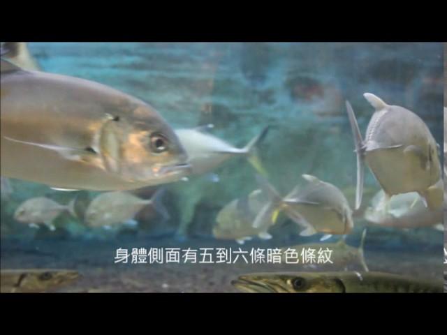 野柳海洋世界-線上解說-金梭、六帶鰺