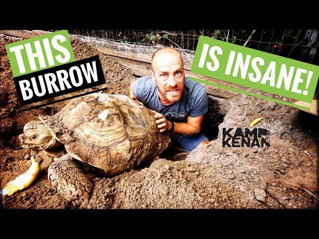 The Sulcata are trying to ESCAPE!