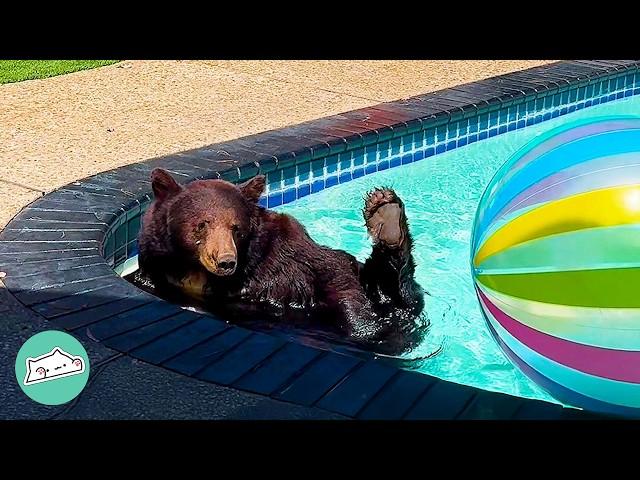 Man Finds a Bear In His Swimming Pool And Gets Biggest Surprise | Cuddle Buddies