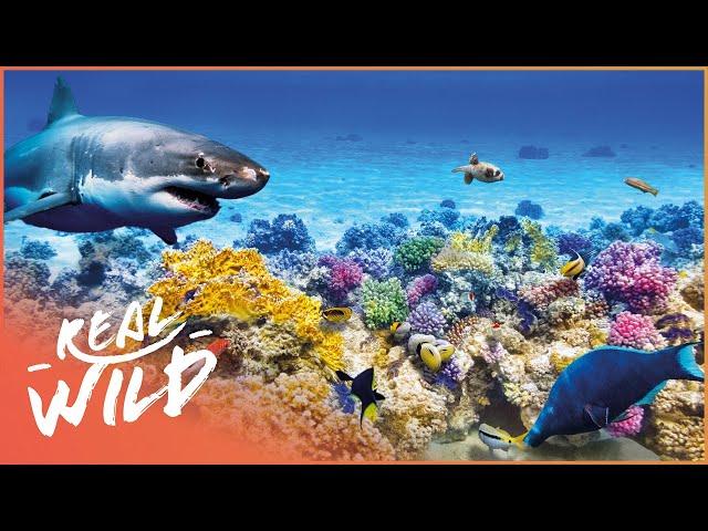 The City Beneath The Waves: Undersea Metropolis | Real Wild