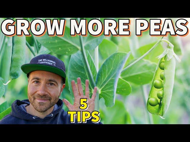 5 Garden Secrets That Will Help You GROW MORE PEAS!