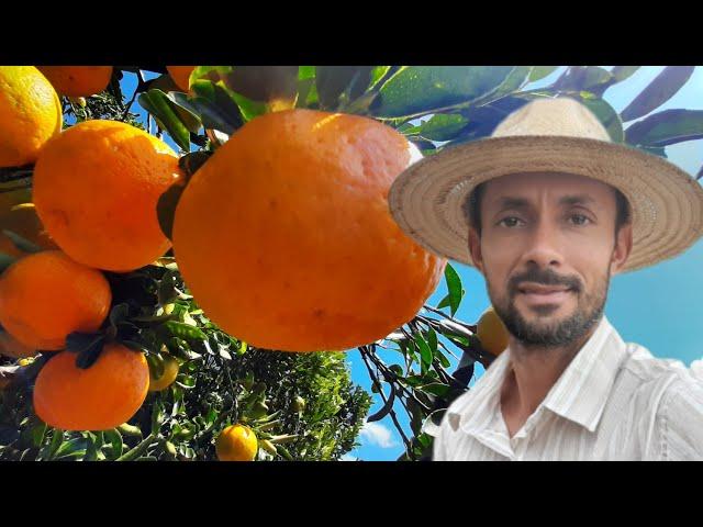 Jeito facil de fazer enxertia em citros,ponkan, laranja, limão taiti,tangerina, murcote#agricultura