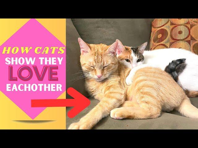 Adorable Cat Cuddling: Heartwarming Moments of Feline Companionship