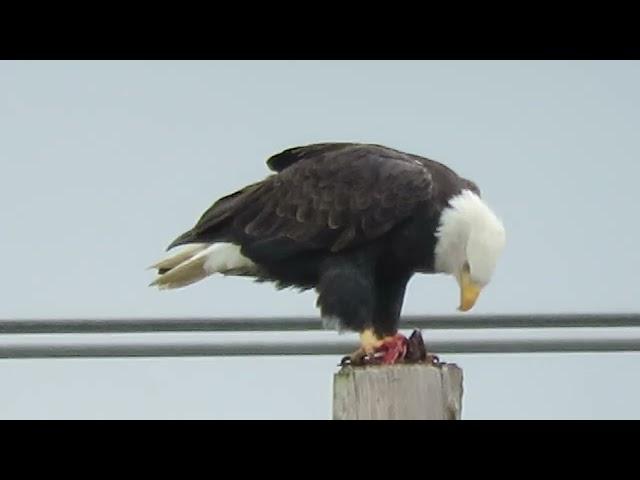 11/02/24 Bald Eagle (Eating) Kent Wa 1702-163