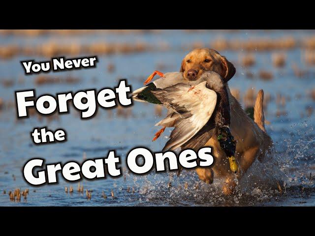 Duck Hunting Retrievers | Why we love them!