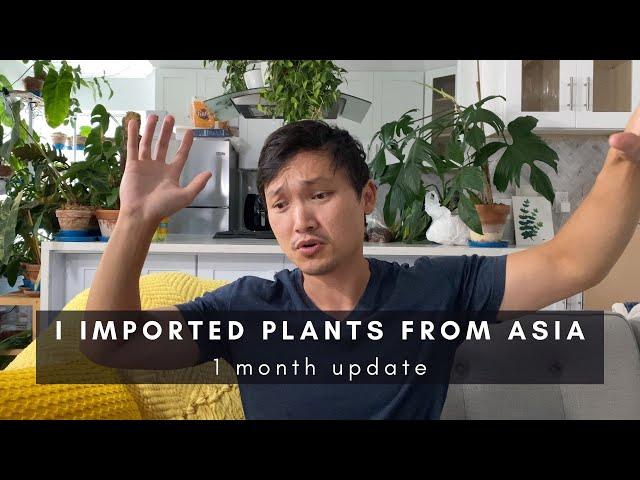 I Imported Plants from Indonesia... 1 Month Later... | Importing Exotic Rare Houseplant Tips