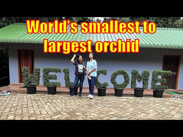 Orchid - World's smallest orchid to the largest orchid #orchid