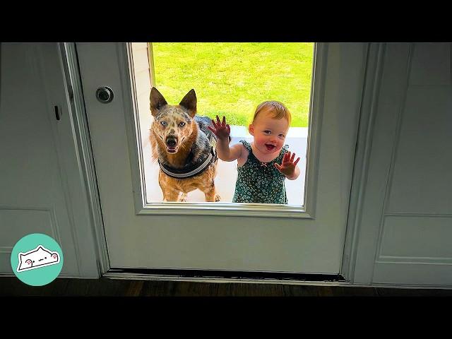 Deaf Dog Learns Sign Language To Meet Baby Sister | Cuddle Buddies