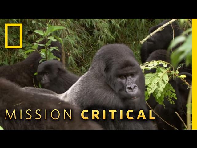 A Silverback Showdown | Mission Critical