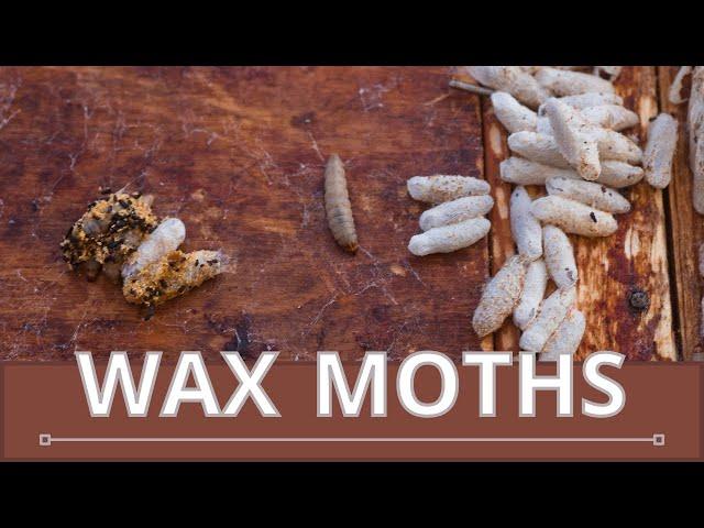 Everything You Need to Know About WAX MOTHS! (Galleria mellonella) & (Achroia grisella) 