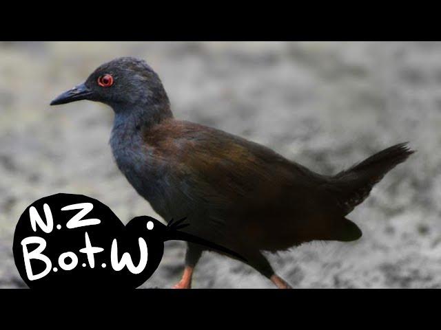 Spotless crake - New Zealand Bird of the Week