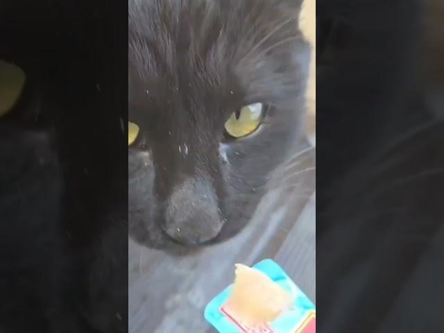 연탄이 표범 먹방고양이유튜버 #고양이