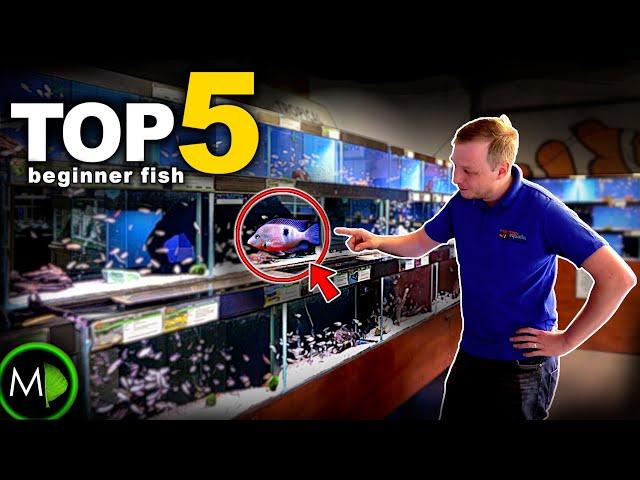 FISH EXPERTS TOP 5 BEGINNER FISH (bonus oddball!) | MD Fish Tanks