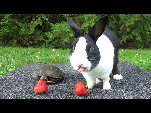 Rabbit races turtle in eating strawberry