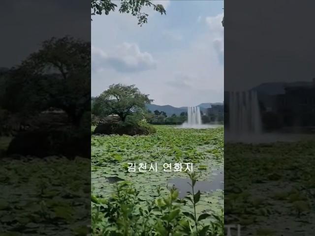 연화지 #김천시 #김호중