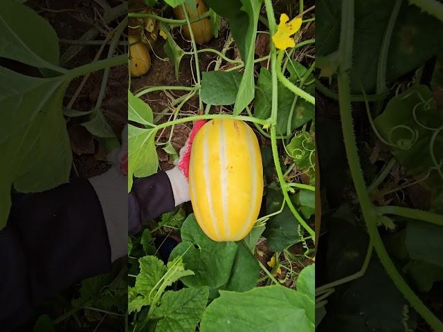 도시농장 청년농부 참외 농사일기 | Korean Melon Farm Story