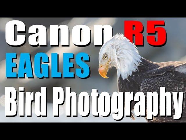 Canon R5 -Bird Photograph with Alaska's Bald Eagles