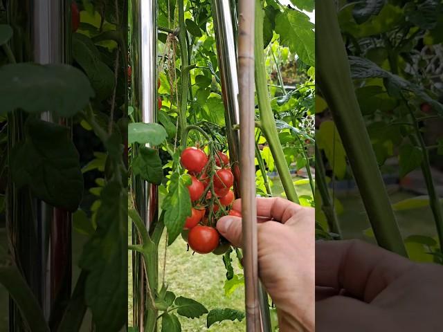  토마토 따러왔어요 #Tomato #미니정원#무공해간식