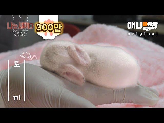 I’m A 10 Days Old Baby Bunny