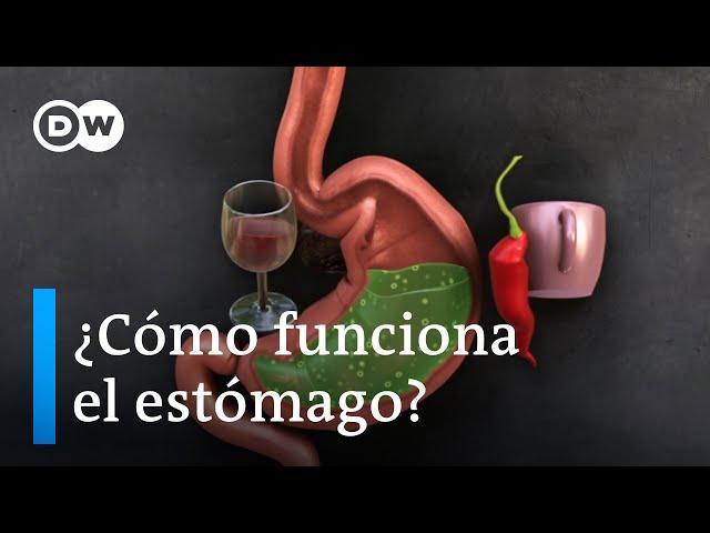 Cómo funciona el estómago | DW En forma