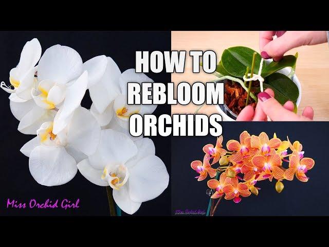 Orchid Care for Beginners - How to make Phalaenopsis Orchids rebloom! | Spot & shape flower spikes