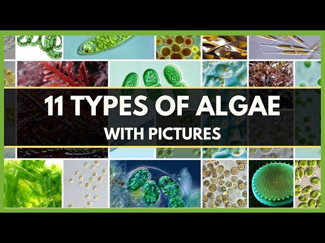 11 TYPES OF ALGAE WITH PICTURES | DIFFERENT TYPES OF ALGAE | CLASSIFICATION OF ALGAE