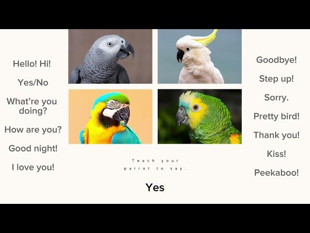 Teach Your Parrot To Talk and Say Common Phrases! Play This Video On Loop While Away - Male Voice